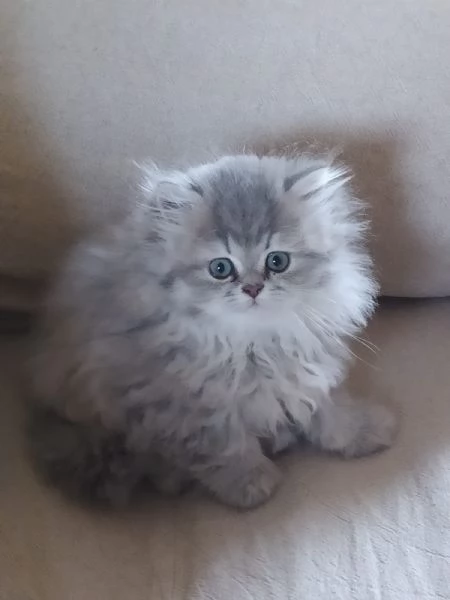 Cuccioli di persiano | Foto 1