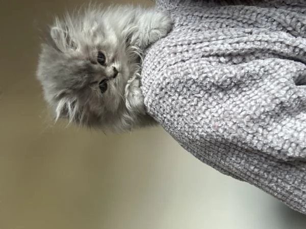 Cuccioli di persiano | Foto 0