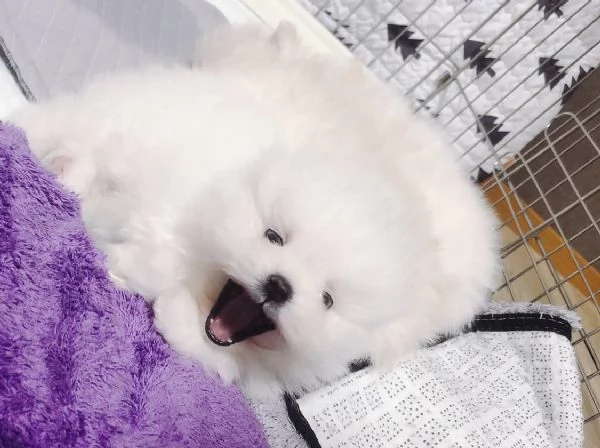 Cuccioli di Volpino Pomerania dal muso peloso e amante del divertimento