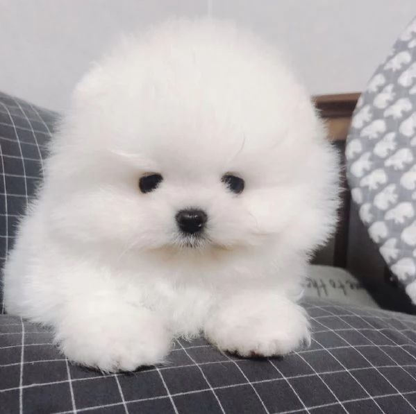 Cuccioli di Volpino Pomerania dal muso peloso e amante del divertimento | Foto 4