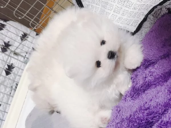 Cuccioli di Volpino Pomerania dal muso peloso e amante del divertimento | Foto 3