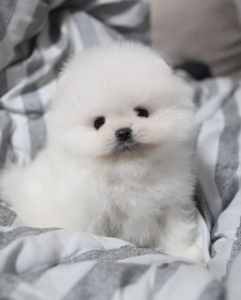 Cuccioli di Volpino Pomerania dal muso peloso e amante del divertimento | Foto 2