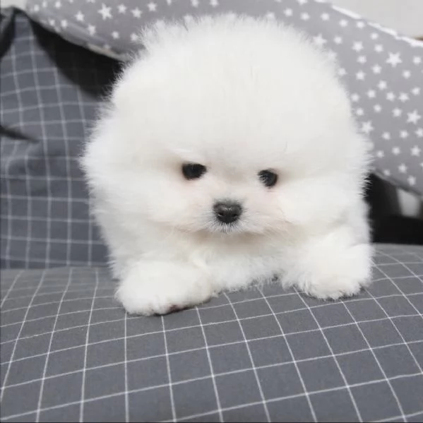 Cuccioli di Volpino Pomerania dal muso peloso e amante del divertimento | Foto 1