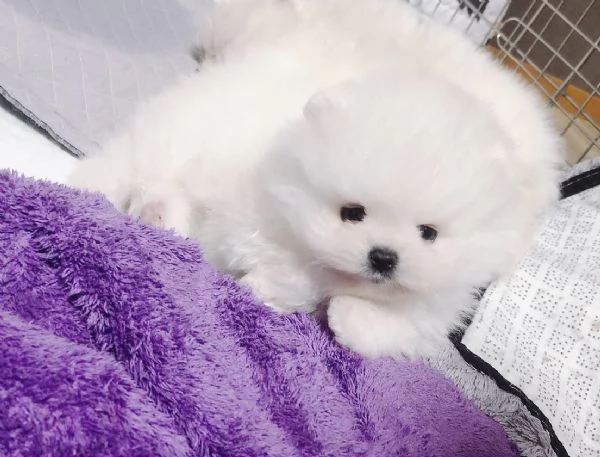 Cuccioli di Volpino Pomerania dal muso peloso e amante del divertimento | Foto 0