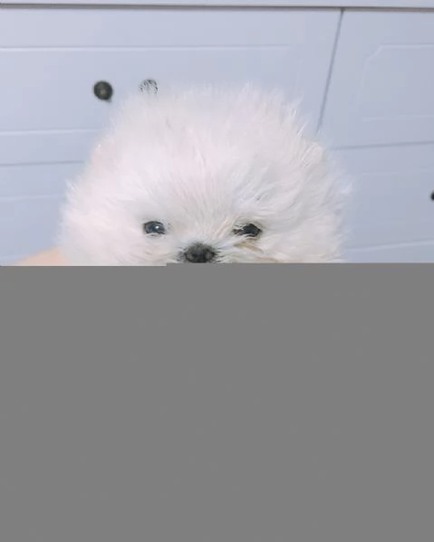 Cucciolo di Pomerania mini Toy maschio e femmina di 12 settimane | Foto 2