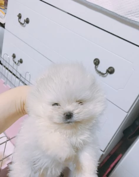 Cucciolo di Pomerania mini Toy maschio e femmina di 12 settimane | Foto 1