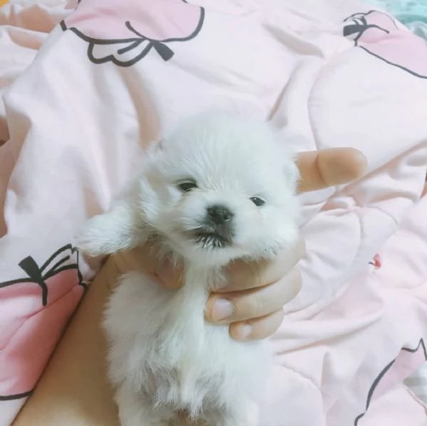 Cucciolo di Pomerania mini Toy maschio e femmina di 12 settimane | Foto 0