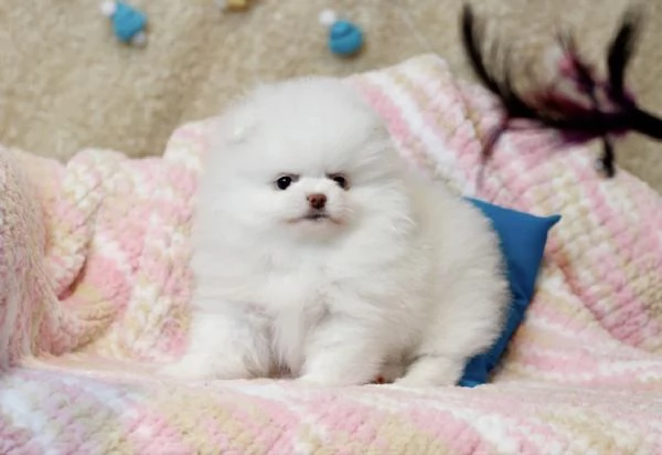 Cuccioli di Pomerania Mini pronti per l'adozione  | Foto 3