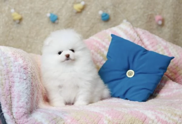 Cuccioli di Pomerania Mini pronti per l'adozione  | Foto 1