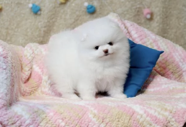Cuccioli di Pomerania Mini pronti per l'adozione  | Foto 0