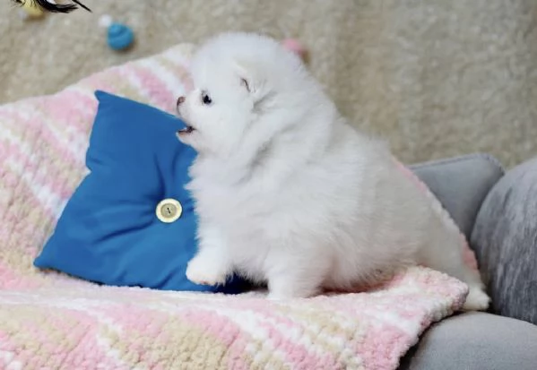 Cuccioli di Pomerania Mini pronti per l'adozione 