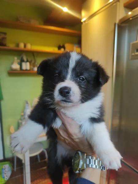 Adorabili cuccioli di Borgi 