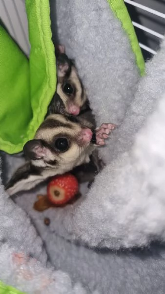 petauro dello zucchero