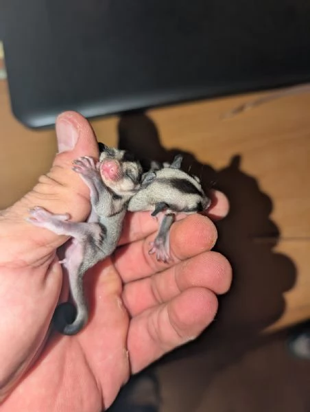 petauro dello zucchero | Foto 3