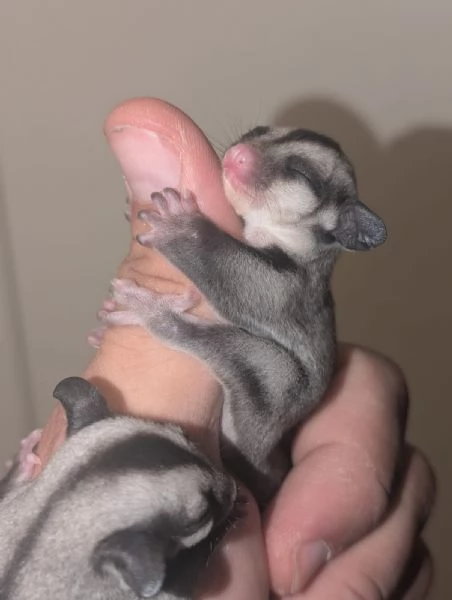 petauro dello zucchero | Foto 2