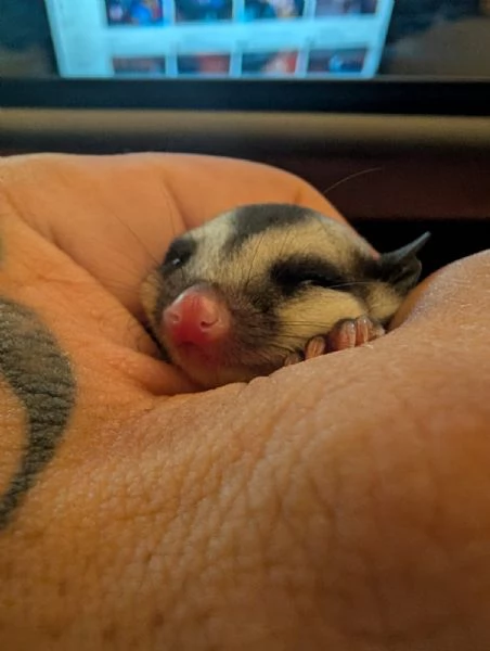 petauro dello zucchero | Foto 1