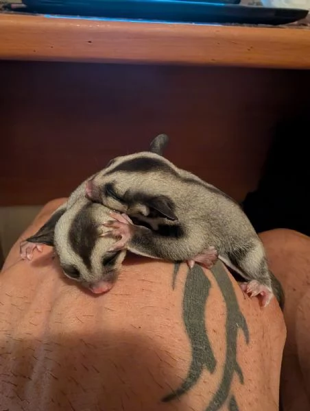 petauro dello zucchero | Foto 0