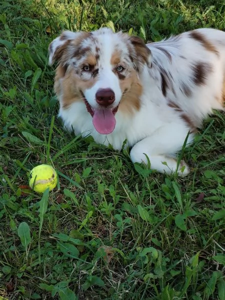 Vendita cane | Foto 0