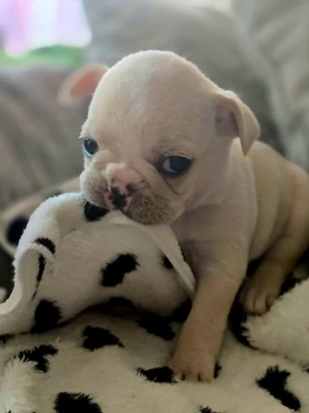 Cucciole di bulldog francese 