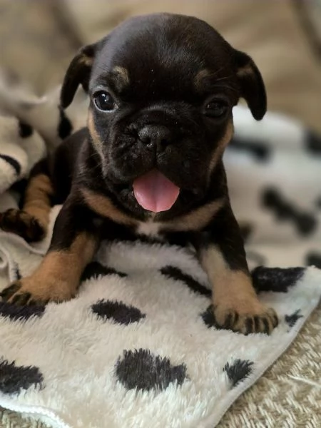 Cucciole di bulldog francese  | Foto 2