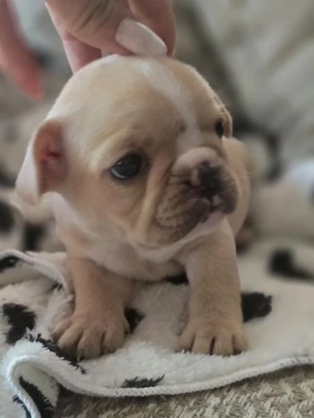 Cucciole di bulldog francese  | Foto 1