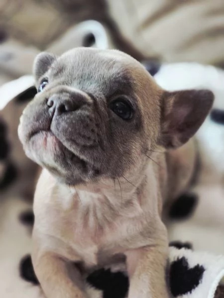 Cucciole di bulldog francese  | Foto 0