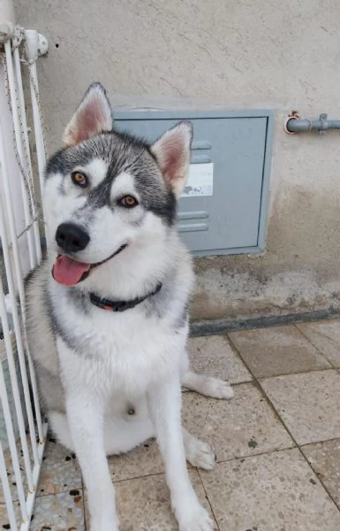 Regalo adorabile cucciolo di husky