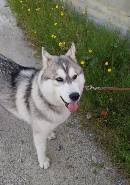 Regalo adorabile cucciolo di husky | Foto 3