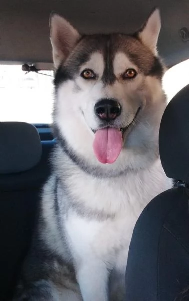 Regalo adorabile cucciolo di husky | Foto 2