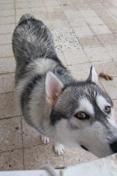 Regalo adorabile cucciolo di husky | Foto 1