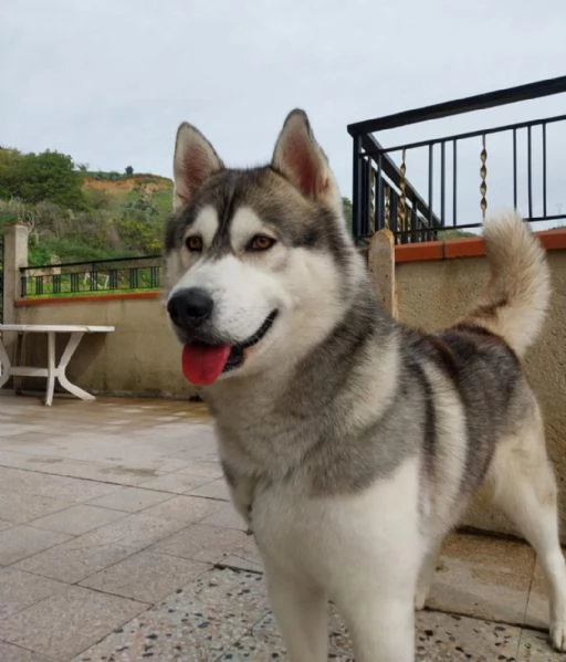 Regalo adorabile cucciolo di husky | Foto 0
