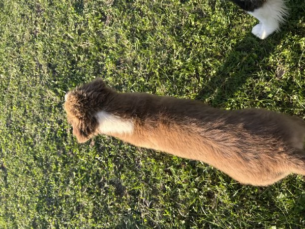 Cucciola di pastore australiano