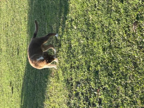 Cucciola di pastore australiano | Foto 1