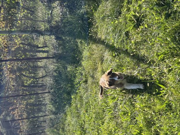 Cucciola di pastore australiano | Foto 0