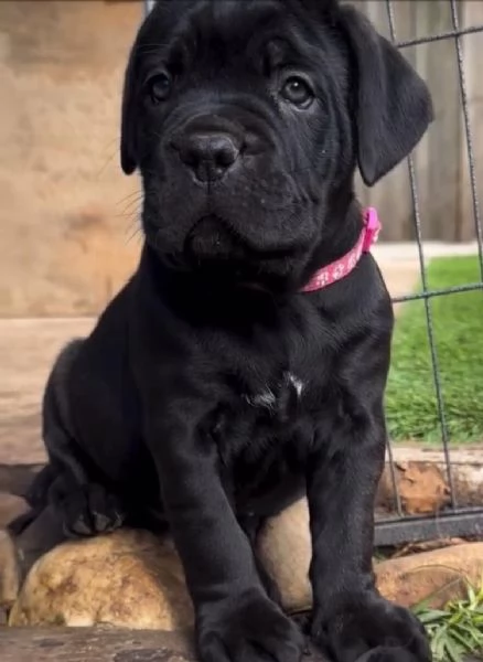 Cane Corso (cuccioli maschio e femmina) | Foto 1