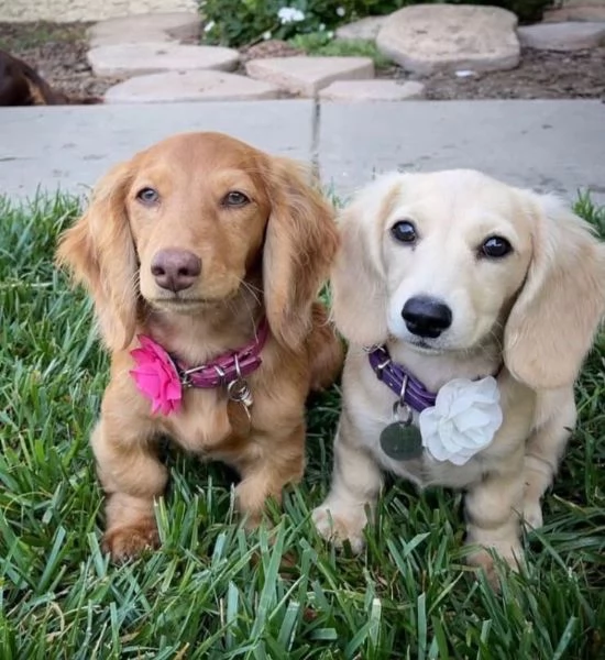 Bassotto nana (cuccioli maschio e femmina) | Foto 1