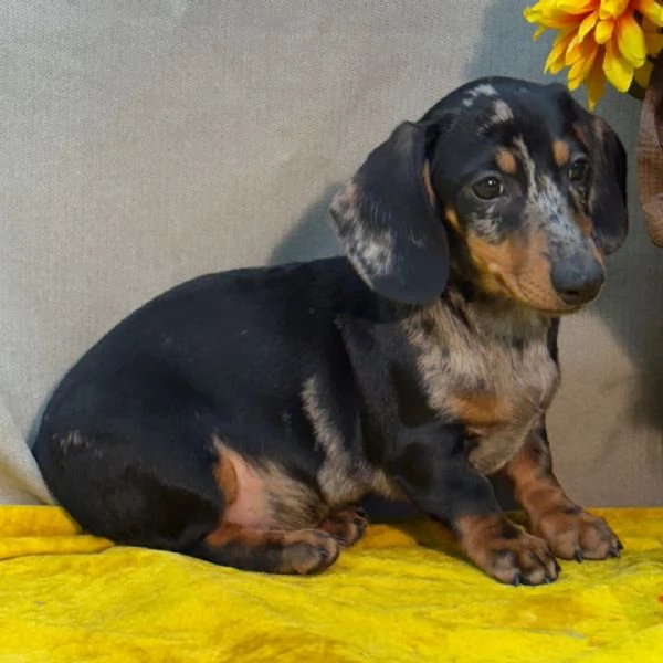 Bassotto nana (cuccioli maschio e femmina)