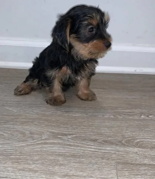 Yorkie (cuccioli maschio e femmina)