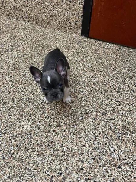 Boukedogue francese (cuccioli maschio e femmina) | Foto 0