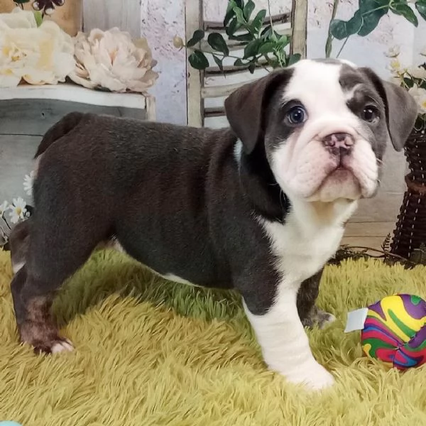 Bulldog (cuccioli maschio e femmina)