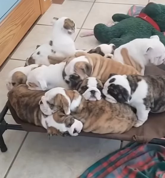 Bulldog (cuccioli maschio e femmina) | Foto 0