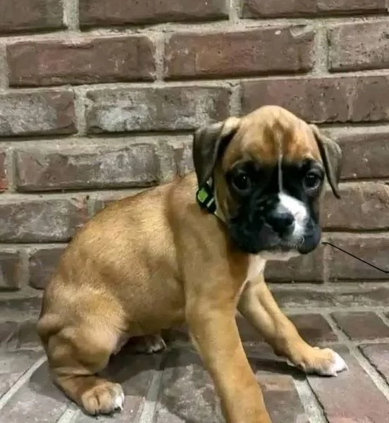 Boxer (cuccioli maschio e femmina)