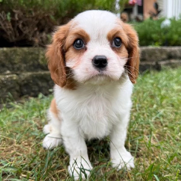 Cavalier King Charles (cuccioli maschio e femmina)