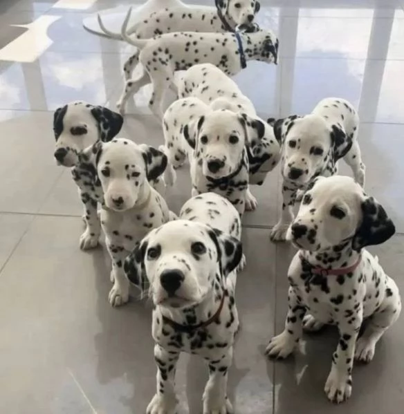 Dalmata (cuccioli maschio e femmina)