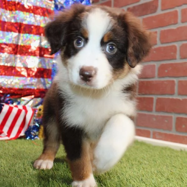 Australian Shepherd (cuccioli maschio e femmina) | Foto 0