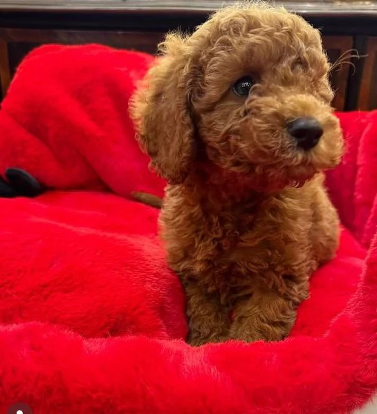 Barboncino (cuccioli maschio e femmina)