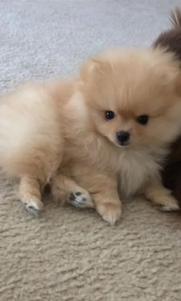 Volpino Pomeranian (cuccioli maschio e femmina)