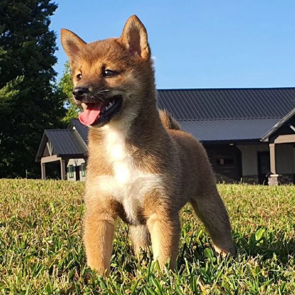 Shiba Inu (cuccioli maschio e femmina)