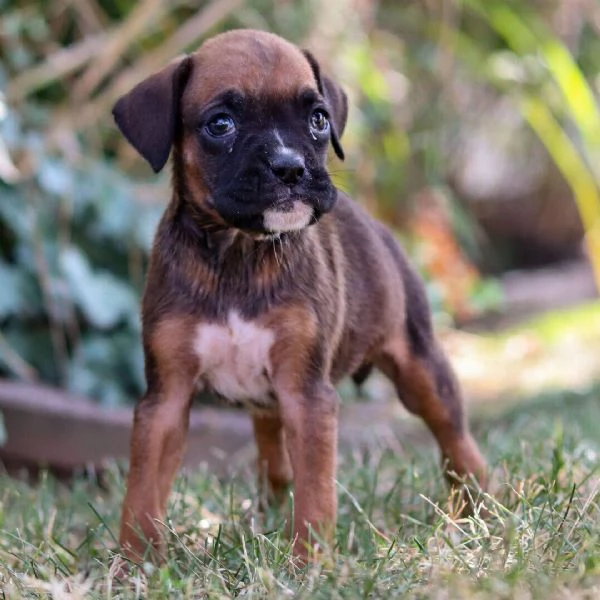 Boxer (cuccioli maschio e femmina)