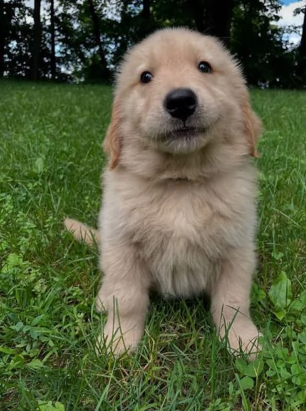  Golden Retriever (cuccioli maschio e femmina)